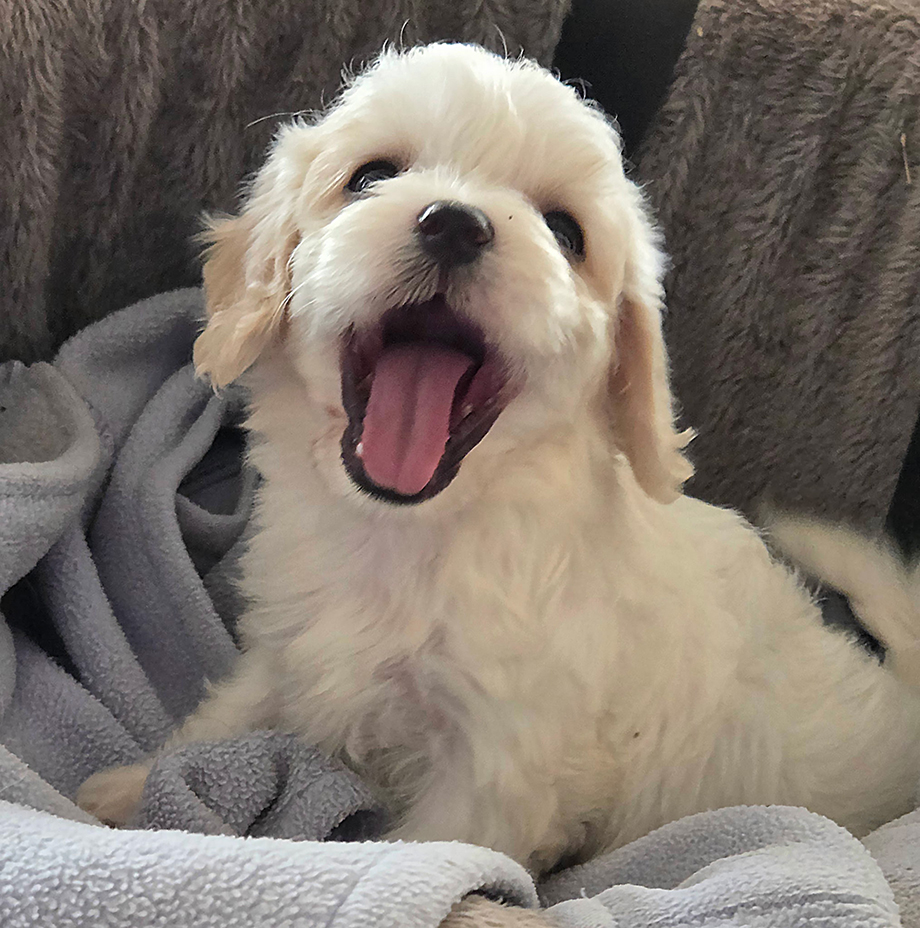 A smiling Cavachon puppy