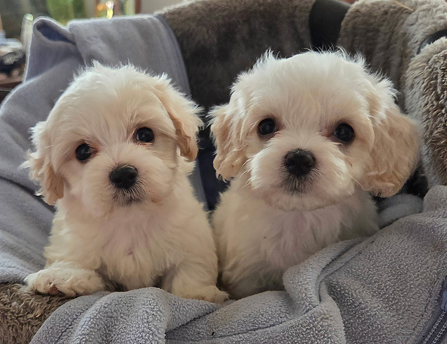 Fischer Farm Cavachons