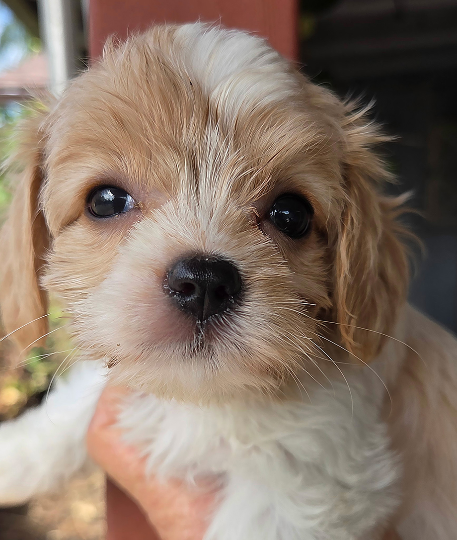Fischer Farm Cavachons