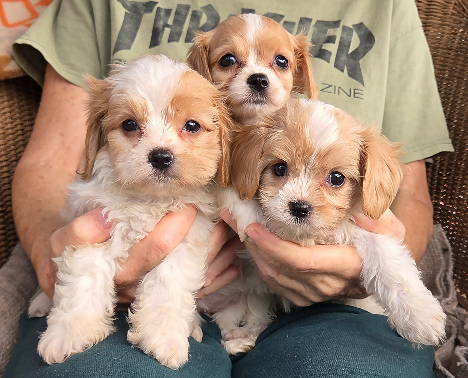 Three Cavachon puppies